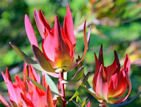 Leucadendron salignum 'Summer Red' (Conebush)
